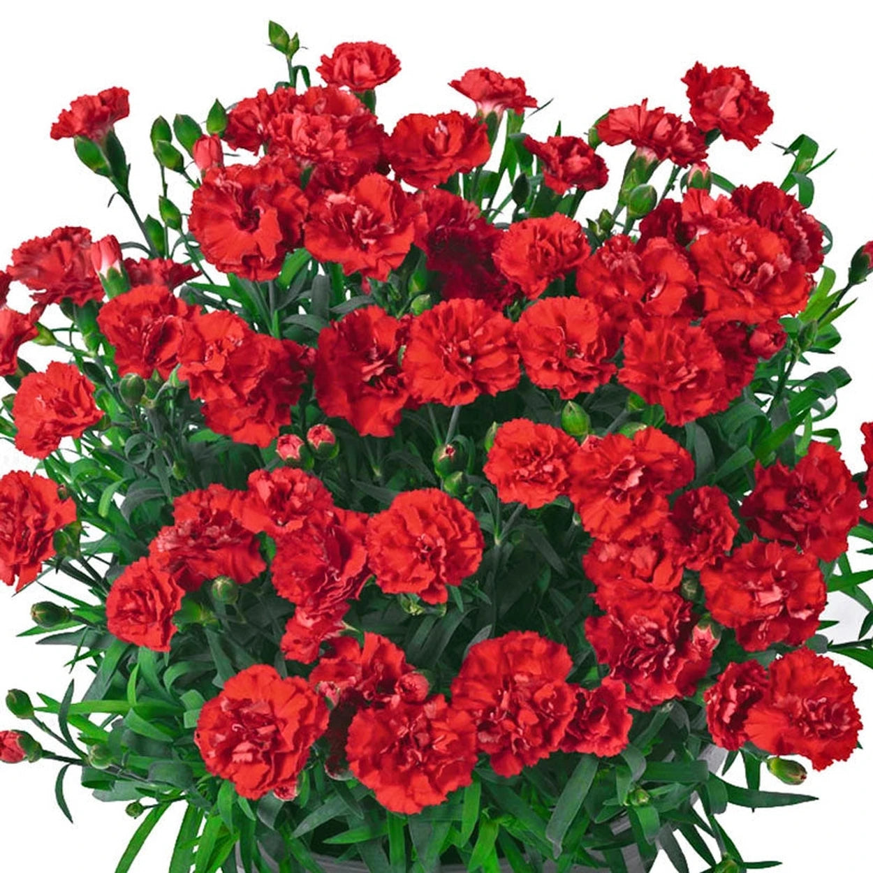 carnation plant Fragrant Carnation Collection