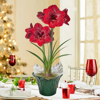 Carmen Amaryllis in Foil Wrapped Pot