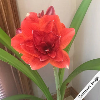 Cherry Nymph Amaryllis in Foil Wrapped Pot
