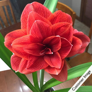 Cherry Nymph Amaryllis in Foil Wrapped Pot