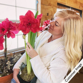 Cherry Nymph Amaryllis in Foil Wrapped Pot