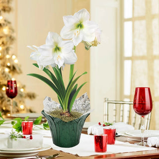 Christmas Gift Amaryllis in Foil Wrapped Pot