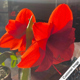 Red Reality Amaryllis in Foil Wrapped Pot