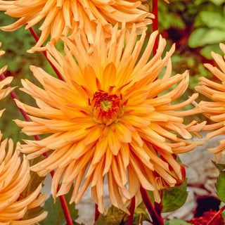 Ludwig Helfert Dahlia