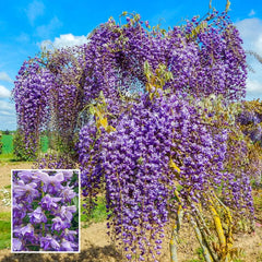 Grande Diva® Jessye Double Wisteria