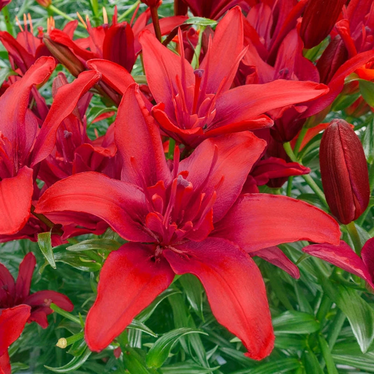 small red lily flower Red Twin Asiatic Lily