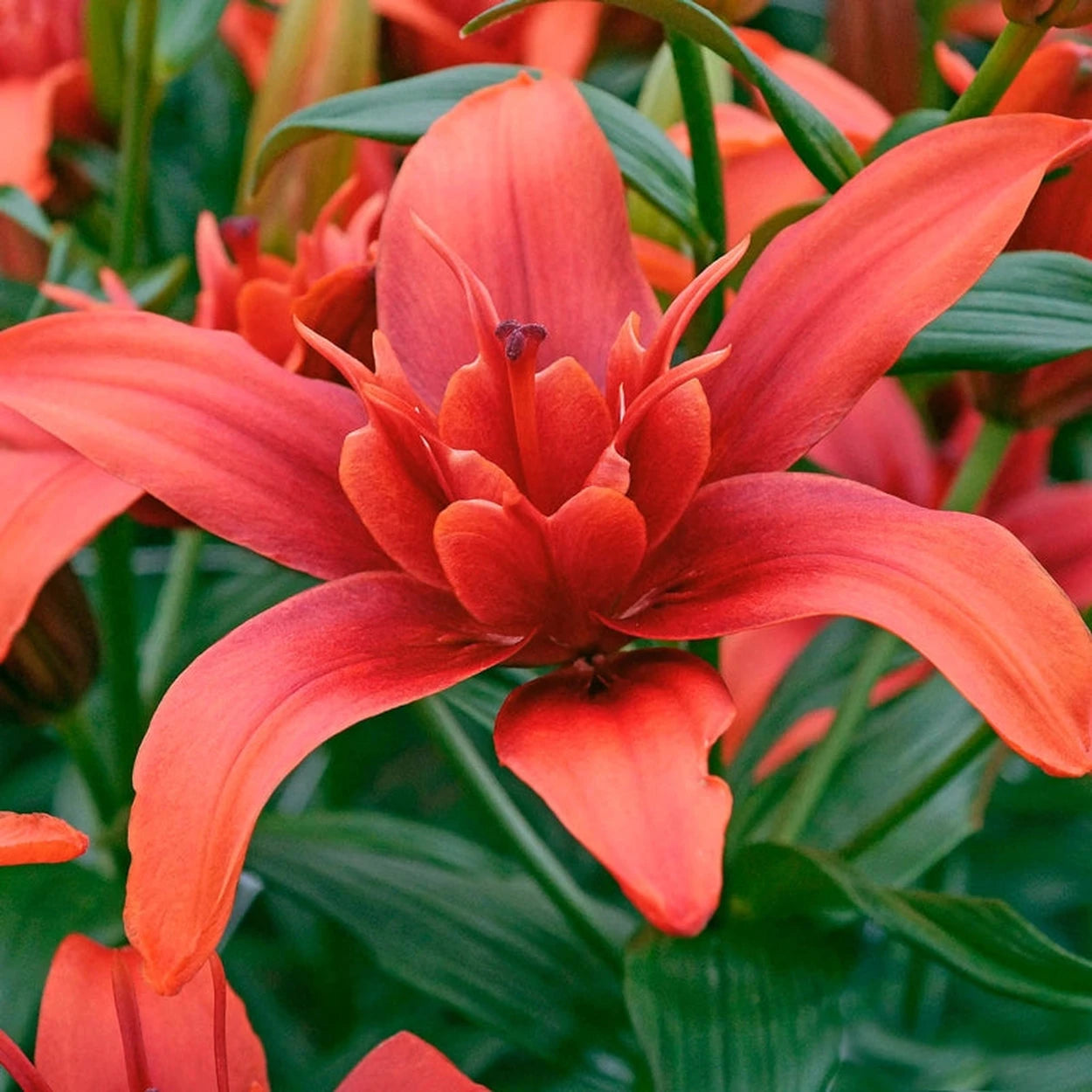 red twin asiatic lily Red Twin Asiatic Lily