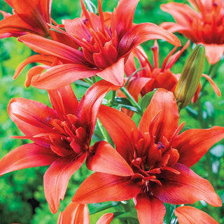 Red Twin Asiatic Lily