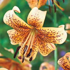 tiger lily childcare Tiger Babies Lily | Best Asiatic Lilies