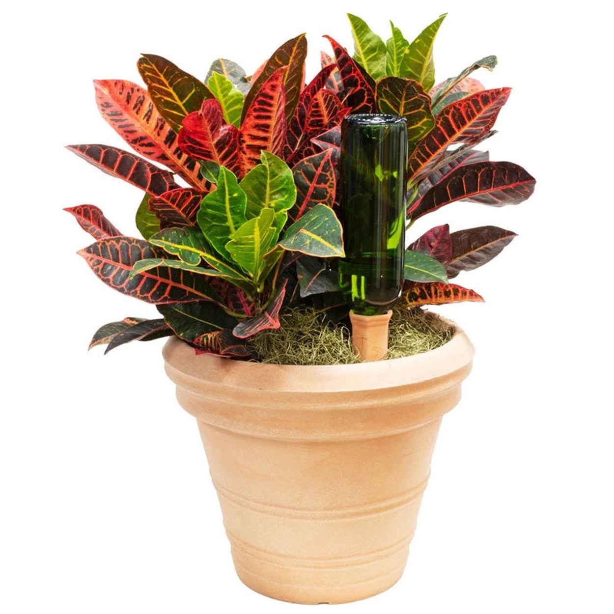 plant pot waterers Bosmere K213 Wine Bottle Drinks, Terra Cotta