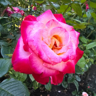 Dick Clark Grandiflora Rose