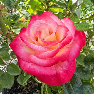 Dick Clark Grandiflora Rose