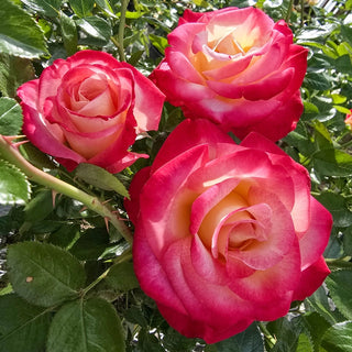 Dick Clark Grandiflora Rose