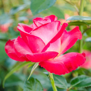 Dick Clark Grandiflora Rose