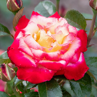 Dick Clark Grandiflora Rose
