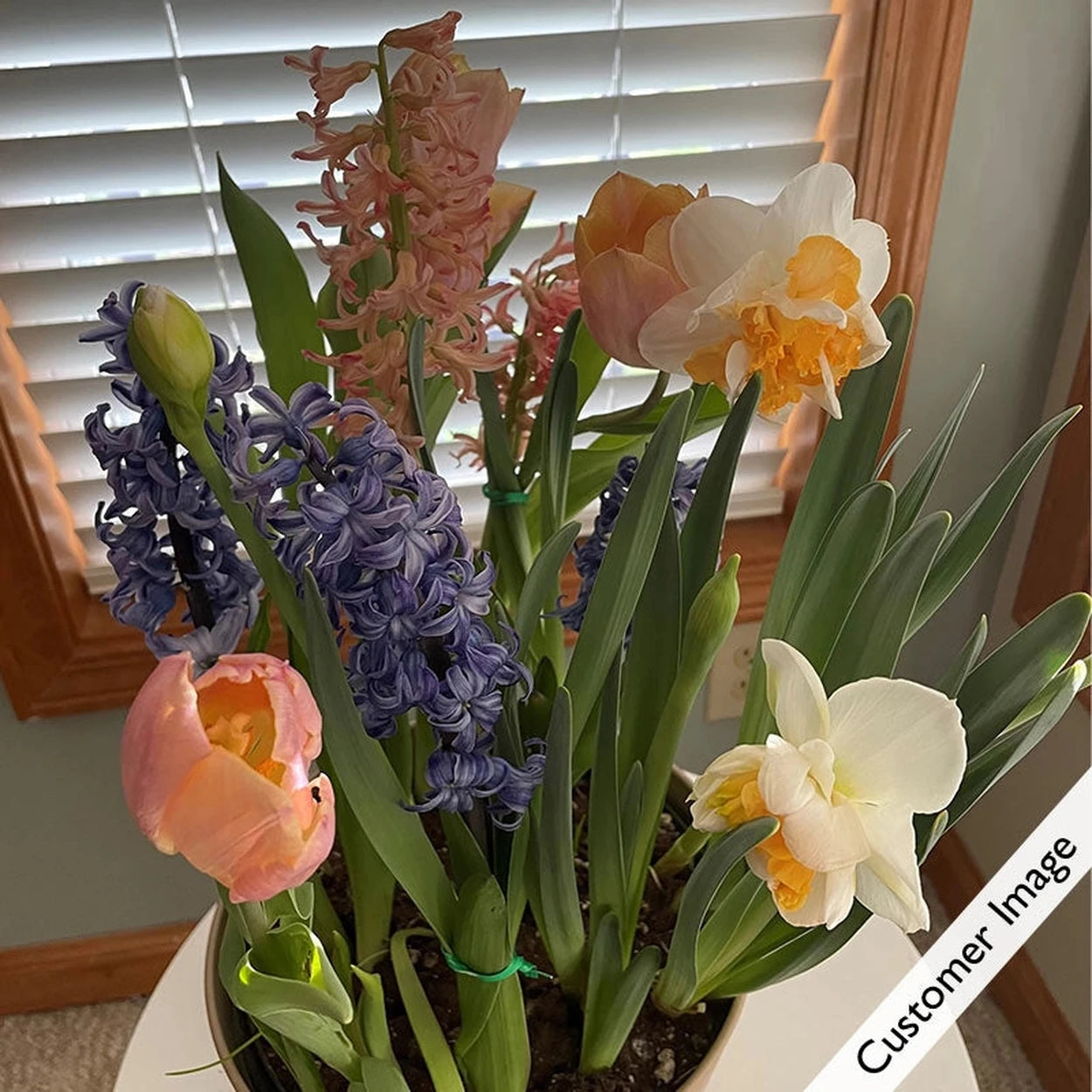 bulbs for indoor plants Just Peachy Fragrant Bulb Garden | Indoor Plants