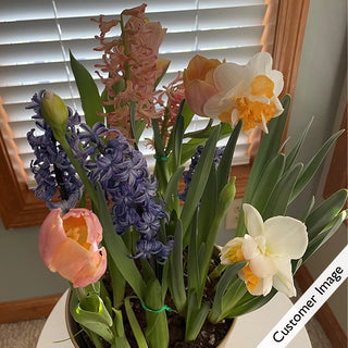 Just Peachy Fragrant Bulb Garden