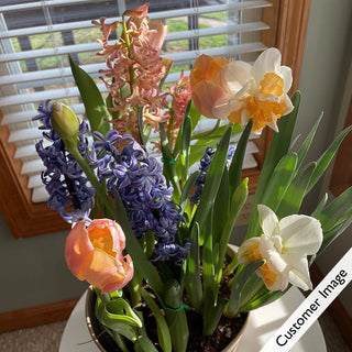 Just Peachy Fragrant Bulb Garden