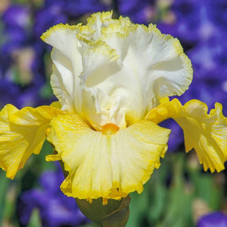 Better Than Butter Bearded Iris