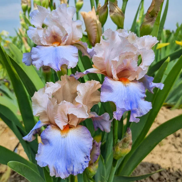 Buy Chasing Rainbows Bearded Iris | Iris Rhizomes | Breck's