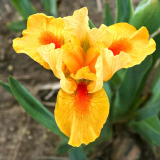 Fuzzy Slippers Dwarf Bearded Iris