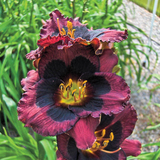 Whoopy Reblooming Daylily