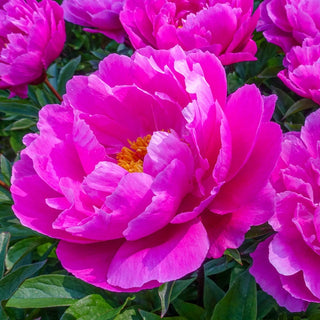 Nice Gal Peony