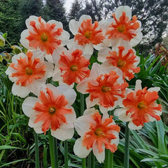 Buy Shrike Daffodil Online | Split Corona Daffodils | Breck's