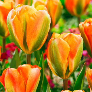 Orange Marmelade Tulip