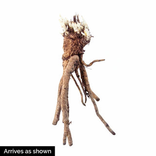 Harlem Oriental Poppy