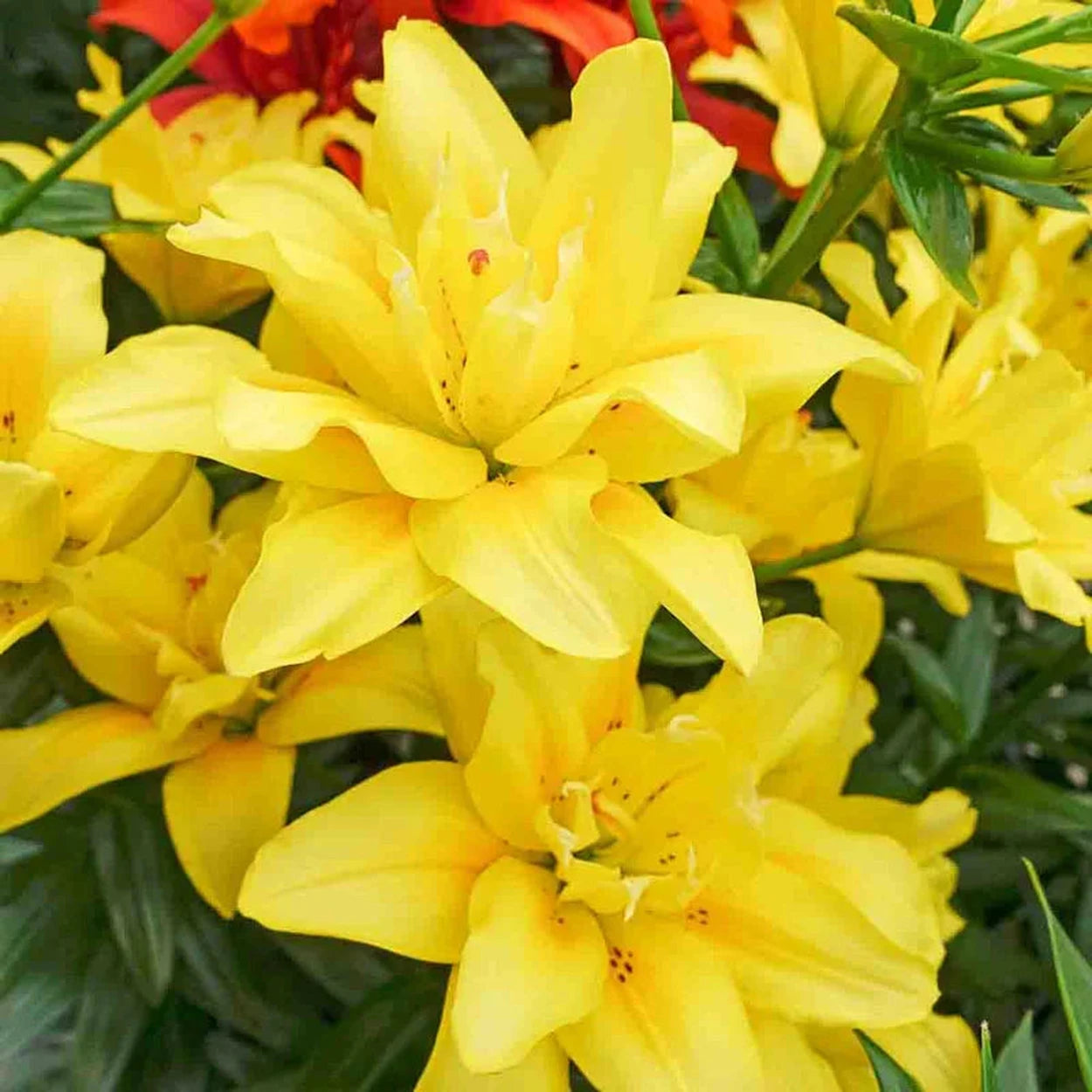 fata morgana asiatic lily Fata Morgana Asiatic Lily