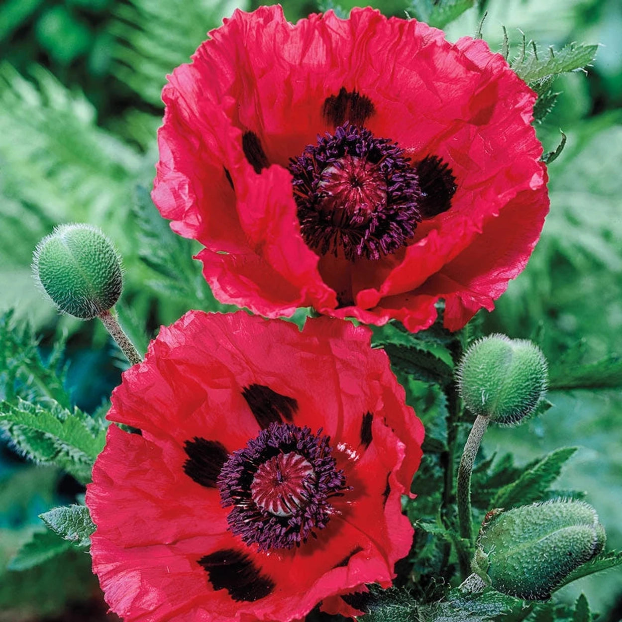 oriental poppy seeds for planting Watermelon Oriental Poppy