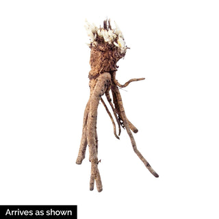 Harvest Moon Oriental Poppy