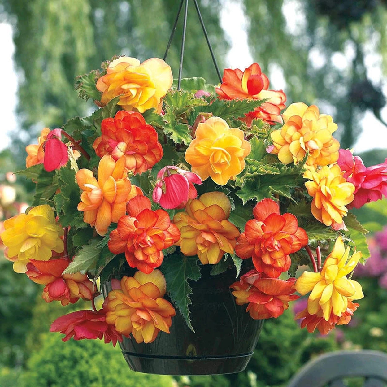 balcony hanging plant Shop Golden Balcony Hanging Basket Begonia