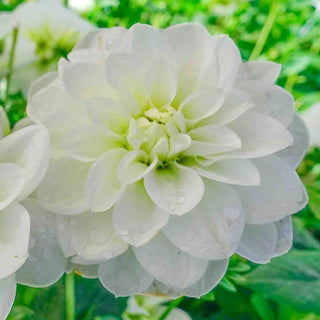 Cantarino Dahlia