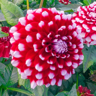 Checkers Dahlia