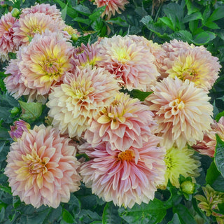 Garden Desire Dahlia