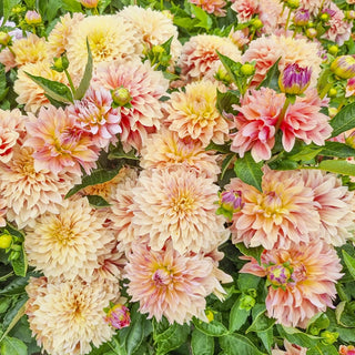 Garden Desire Dahlia