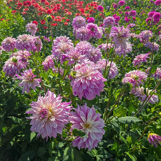 Labyrinth Twotone Dahlia