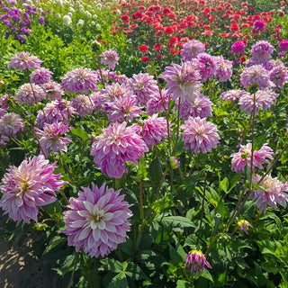 Labyrinth Twotone Dahlia