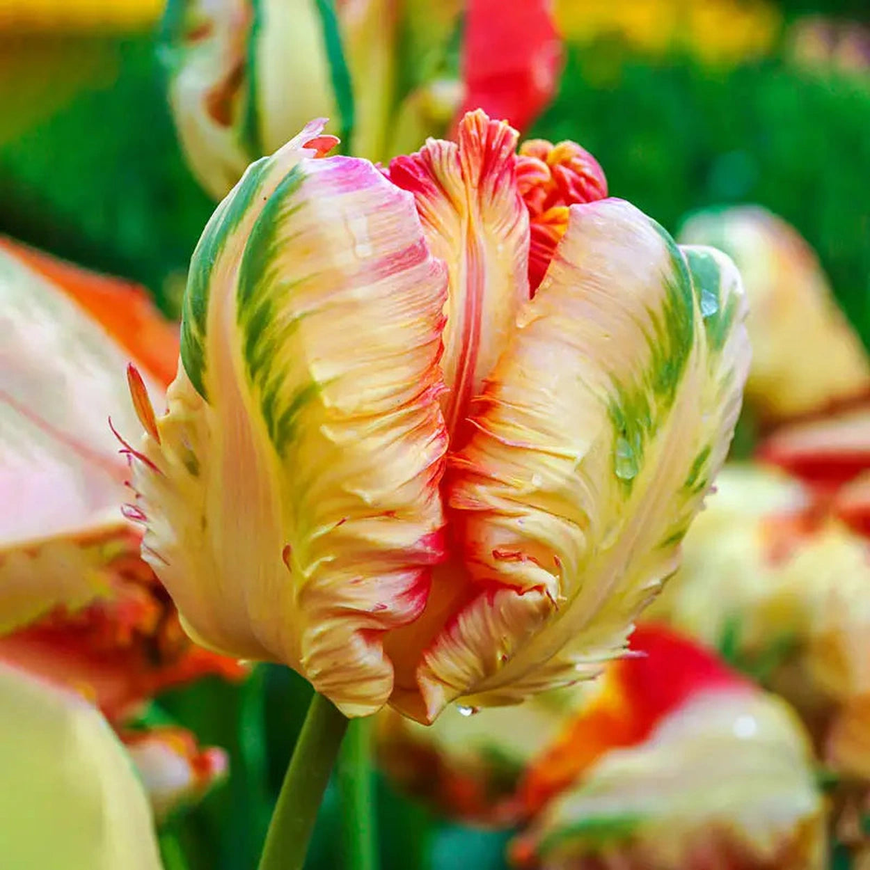 parrot flower seeds Shop Apricot Parrot Tulip Bulbs | Parrot Tulips