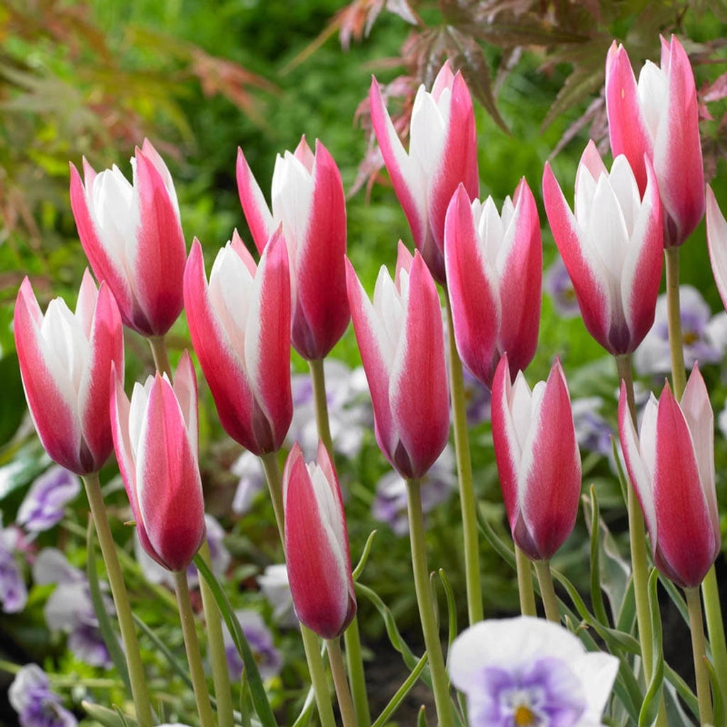 Beeks Bulbs Buy Peppermint Stick Tulip Online | Summer Bulbs | Breck's