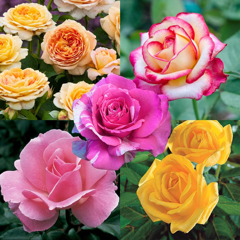 Our Choice Jumbo Grandiflora Rose | Shop Roses | Breck's