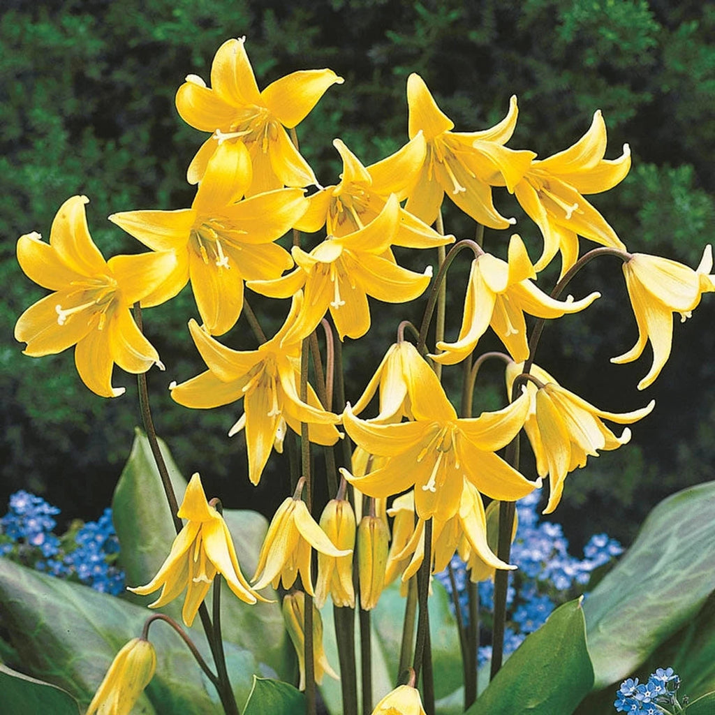 Buy Pagoda Dogtooth Online | Spring Bulbs for Sale | Breck's