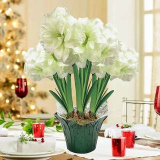 Alfresco Amaryllis in Foil Wrapped Pot