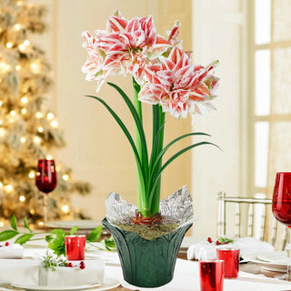 Dancing Queen Amaryllis in Foil Wrapped Pot