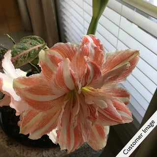 Dancing Queen Amaryllis in Foil Wrapped Pot