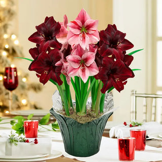 Benfica and Gervase Amaryllis Trio in Foil Wrapped Pot