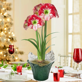 Flamenco Queen Amaryllis in Foil Wrapped Pot