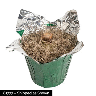 Flamenco Queen Amaryllis in Foil Wrapped Pot